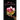 Lotus of a Conscious Rebirth