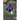 Cry Purple