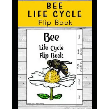Life Cycle of Bees