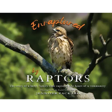 Enraptured by Raptors: The story of a hawk family that captured the heart of a community