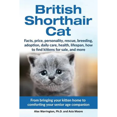 British Shorthair Cat: From bringing your kitten home to comforting your senior age beloved companion