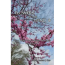 Flowers in the Wind 8: Still More Story-Based Homilies for Cycle B