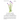 Clary Sage- Salvia sclarea; Natural Estrogen?: Alleviate Symptoms of Menopause, Premenstrual Syndrome and Period Pains. Reduce Muscle Cramps And Restl