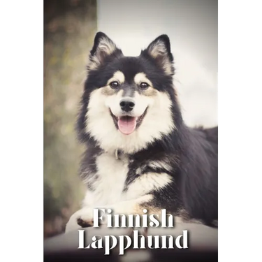 Finnish Lapphund: Dog breed overview and guide