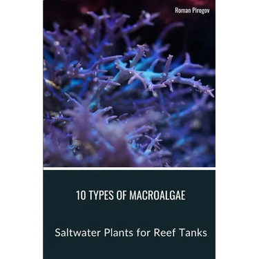 10 Types of Macroalgae: Saltwater Plants for Reef Tanks
