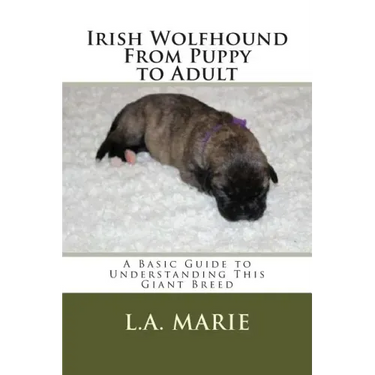 Irish Wolfhound From Puppy to Adult: A Basic Guide to Understanding This Giant Breed