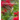 Hummingbirds: Marvels of the Bird World