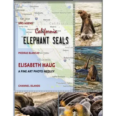 California Elephant Seals