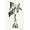 wild irises
