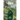 Saint Patrick