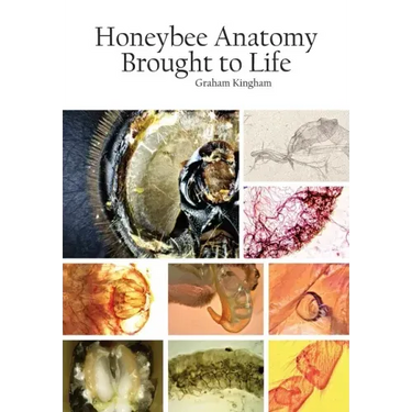 Honeybee Anatomy Brought to Life