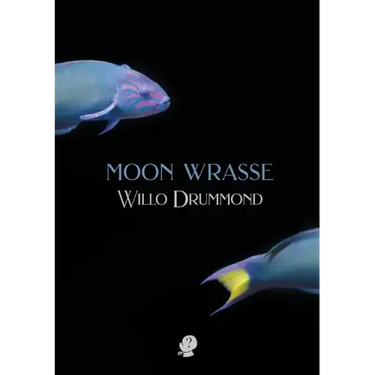 Moon Wrasse