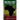 The Holy Piby: The Blackman's Bible