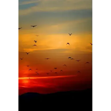 Sunset Flight: Beautiful