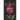 Desert Rose