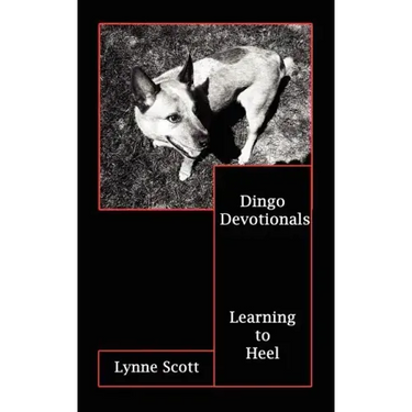 Dingo Devotionals: Learning to Heel