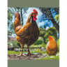 How to Raise Chickens For Eggs and Meat
