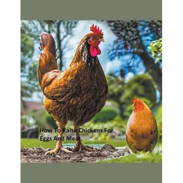 How to Raise Chickens For Eggs and Meat