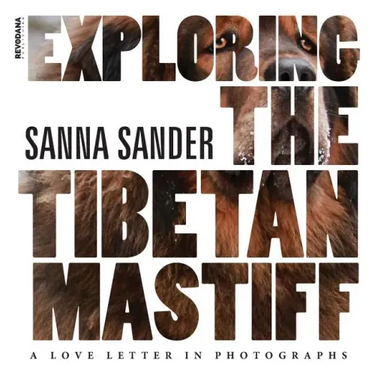 Exploring the Tibetan Mastiff: A Love Letter in Photographs