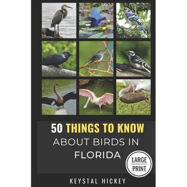 50 Things to Know About Birds in Florida: Birding in the Sunshine State