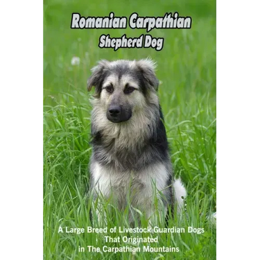 Romanian Carpathian Shepherd Dog: A Large Breed of Livestock Guardian Dogs That Originated in The Carpathian Mountains: What You Should Know About Rom