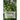 Neem