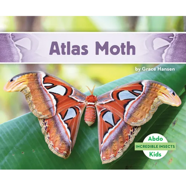 Atlas Moth