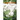 hores of Syringa