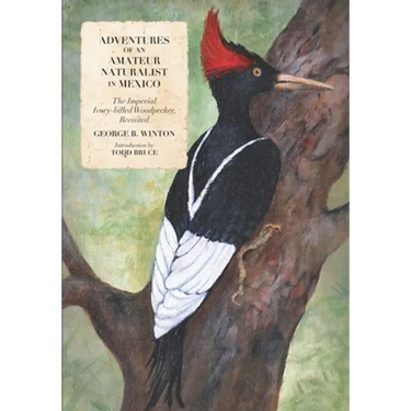 Adventures of an Amateur Naturalist in Mexico: The Imperial Ivory-billed Woodpecker, Revisited