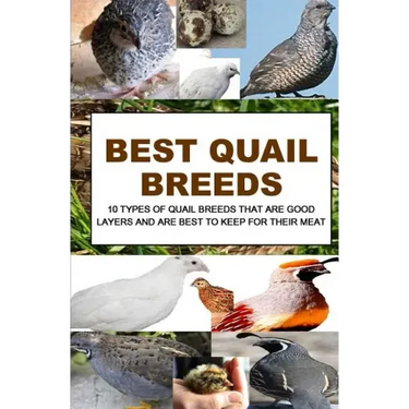 Best Quail Breeds: 10 Types Of Quail Breeds That Are Good Layers And Are Best To Keep For Their Meat
