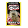 Everything You Should Know About: Hedgehogs