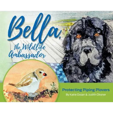 Bella, the Wildlife Ambassador: Protecting Piping Plovers