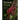 Parasitic Plants