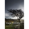 Hawthorn: The Tree That Has Nourished, Healed, and Inspired Through the Ages