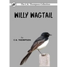 Willy Wagtail