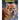Dholes: The Asiatic Wild Dog