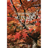 Autumn: A Local's Guide to Travel in Japan