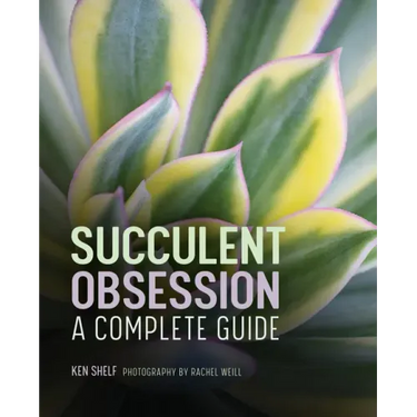 Succulent Obsession: A Complete Guide