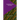 Hawthorne and His Circle