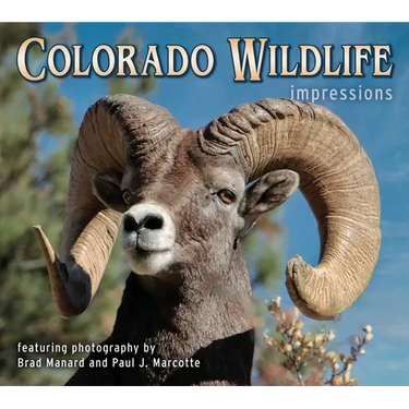 Colorado Wildlife Impressions