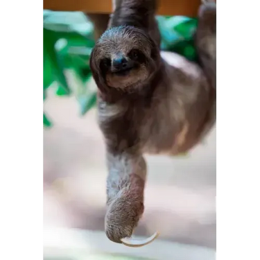 sloth