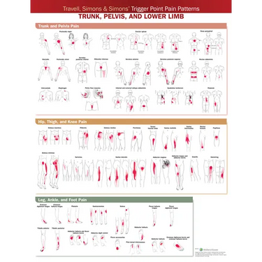 Travell, Simons & Simons' Trigger Point Pain Patterns Wall Chart: Trunk, Pelvis, and Lower Limb