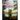 Mazz: Florida Dreamscapes