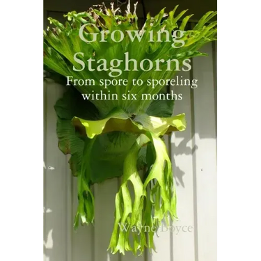 Growing Staghorns from Spore