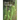 Fern Ecology