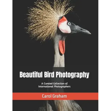 Beautiful Bird Photography: A Curated Collection of International Photographers