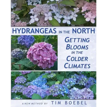 Hydrangeas in the North: Getting Blooms in the Colder Climates