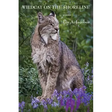 Wildcat on the Shoreline