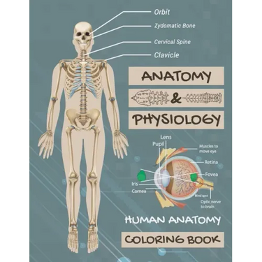 Anatomy & Physiology: Human Anatomy Coloring Book: Human Body Coloring Book, The Anatomy Of Coloring Book.