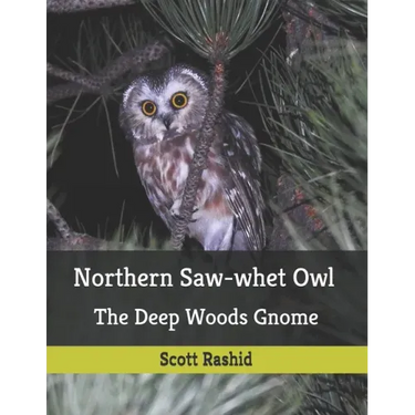Northern Saw-whet Owl: The Deep Woods Gnome